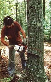 Mother's Mid-Sized Chainsaw Guide Image